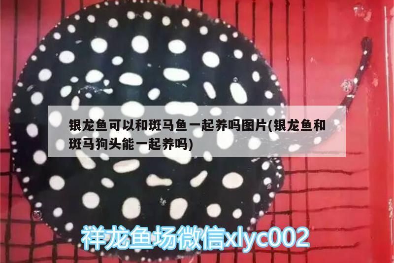 銀龍魚可以和斑馬魚一起養嗎圖片(銀龍魚和斑馬狗頭能一起養嗎)（銀龍魚可以和斑馬魚一起養嗎）