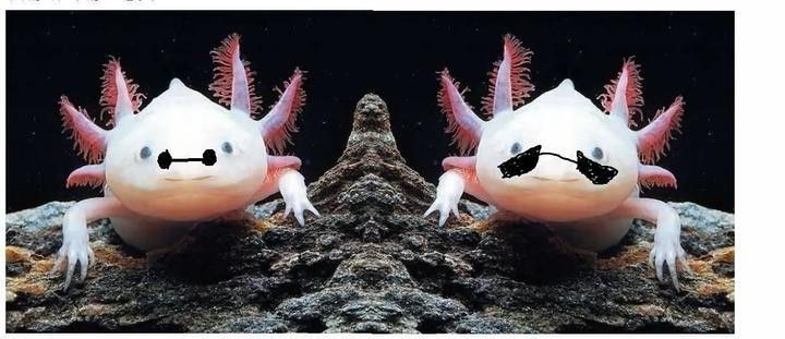 六角恐龍魚吃什么食物最好（六角恐龍魚吃什么長得快六角恐龍魚吃什么最合適）
