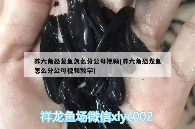 養六角恐龍魚怎么分公母視頻(養六角恐龍魚怎么分公母視頻教學)（六角恐龍魚怎么分公母） 養六角恐龍魚怎么分公母視頻(養六角恐龍魚怎么分公母視頻教學)（六角恐龍魚怎么分公母） 觀賞魚百科
