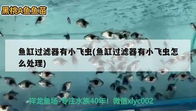 龍魚科普app怎么下載，如何在手機上下載龍魚科普app？