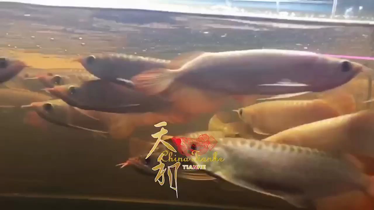 黔南布依族苗族自治州觀賞魚(yú)市場(chǎng)此次伊薩庫(kù)德魯斯僅21只