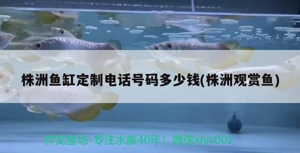 魚缸用增氧泵價格是多少:魚缸增氧機-xtrac增氧機-xtrac增氧機 株洲魚缸定制電話號碼多少錢(株洲觀賞魚) 觀賞魚百科 株洲魚缸定制電話號碼多少錢(株洲觀賞魚) 株洲魚缸定制電話號碼多少錢(株洲觀賞魚) 觀賞魚百科