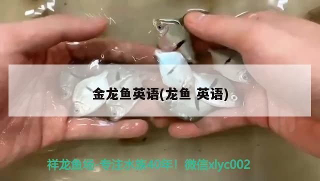 銀龍魚 金龍魚英語(龍魚英語)(金龍魚英語(龍魚英語)是一個專注于提供高質量英語學習資源和課程的平臺) 觀賞魚百科 金龍魚英語(龍魚英語)(金龍魚英語(龍魚英語)是一個專注于提供高質量英語學習資源和課程的平臺) 金龍魚英語(龍魚英語)(金龍魚英語(龍魚英語)是一個專注于提供高質量英語學習資源和課程的平臺) 觀賞魚百科