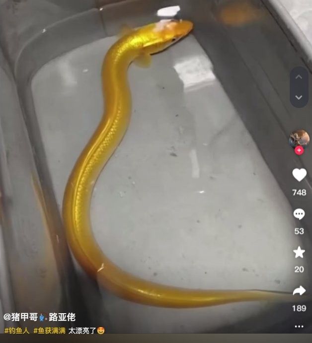江達龍魚（“江達龍魚”一年能長多少生長速度與飼養環境大揭秘） 江達龍魚（“江達龍魚”一年能長多少生長速度與飼養環境大揭秘） 觀賞魚百科 第10張