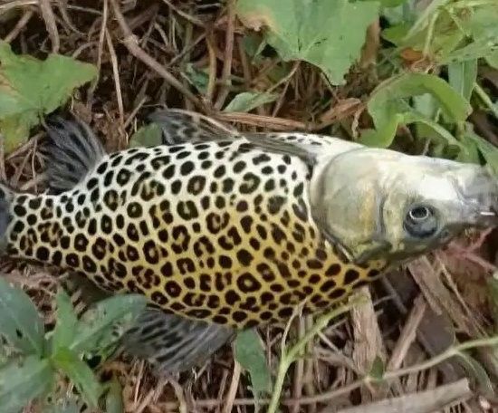 江達龍魚（“江達龍魚”一年能長多少生長速度與飼養環境大揭秘） 江達龍魚（“江達龍魚”一年能長多少生長速度與飼養環境大揭秘） 觀賞魚百科 第11張