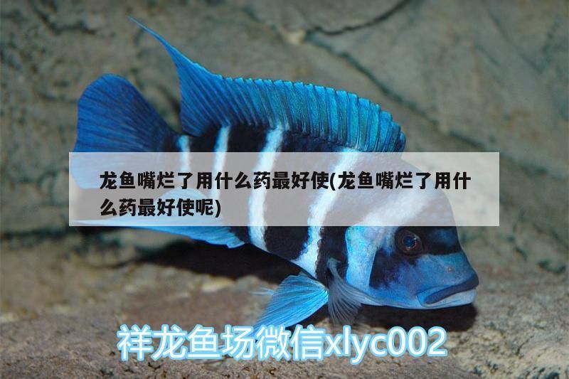 魚缸 龍魚嘴爛了用什么藥最好使(龍魚嘴爛了用什么藥最好使呢)(龍魚嘴爛了怎么辦) 觀賞魚百科 龍魚嘴爛了用什么藥最好使(龍魚嘴爛了用什么藥最好使呢)(龍魚嘴爛了怎么辦) 龍魚嘴爛了用什么藥最好使(龍魚嘴爛了用什么藥最好使呢)(龍魚嘴爛了怎么辦) 觀賞魚百科