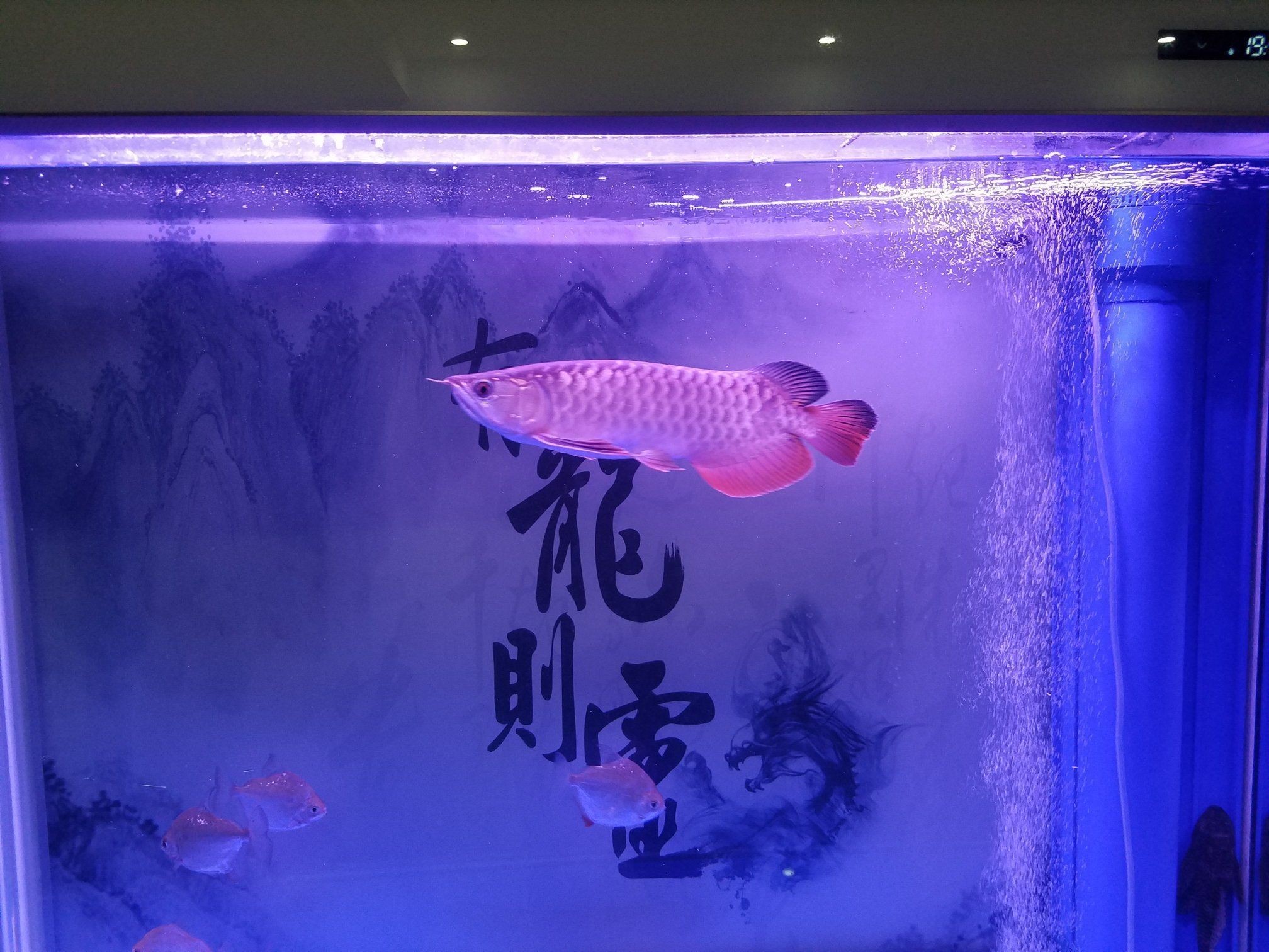 上海水族館越發的威武雄壯了（上海水族館，狀態完美的威龍,）