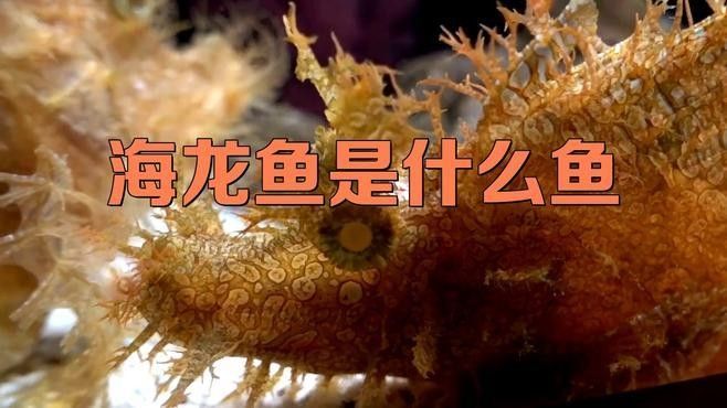 哪些海龍魚種類是淡水魚（淡水海龍的種類及種類）