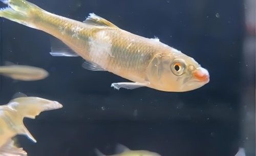 金龍魚苗多久適應(yīng)新光源？（金龍魚苗適應(yīng)新光源期間需要換水嗎？）