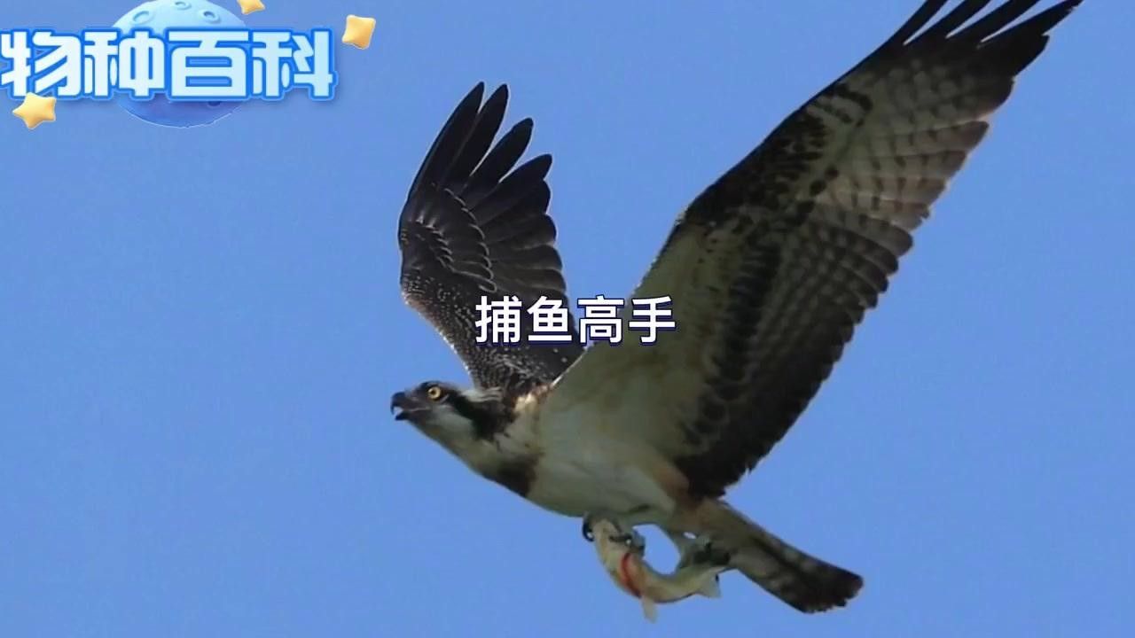 雷龍魚在哈爾濱有哪些天敵？（雷龍魚在哈爾濱水域中面臨著多種天敵的威脅）