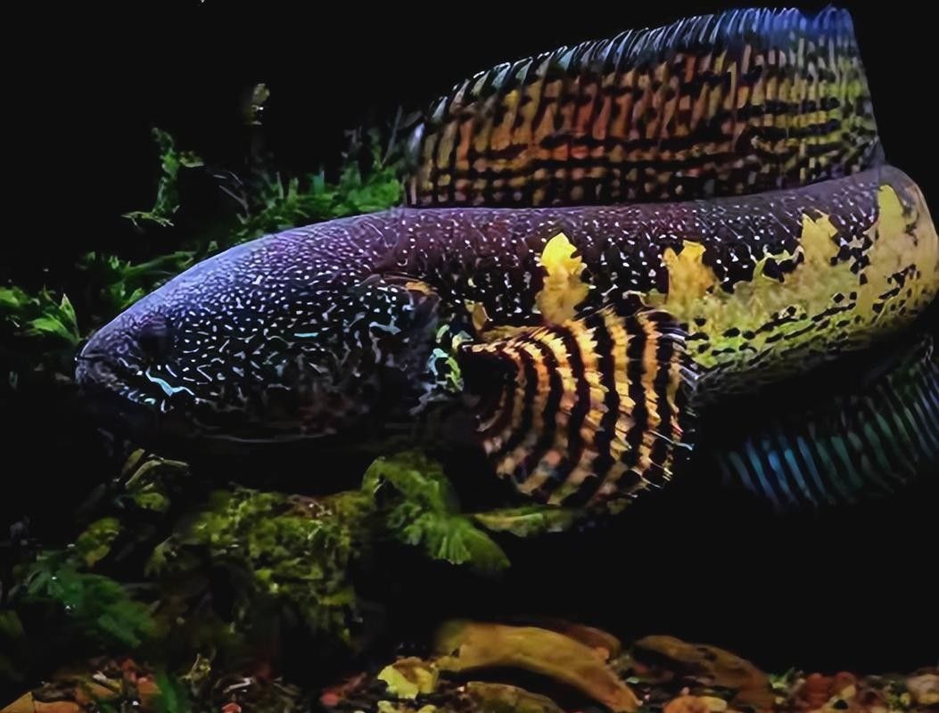 七彩雷龍魚多久喂一次比較好 七彩雷龍魚多久喂一次比較好 龍魚百科 第9張