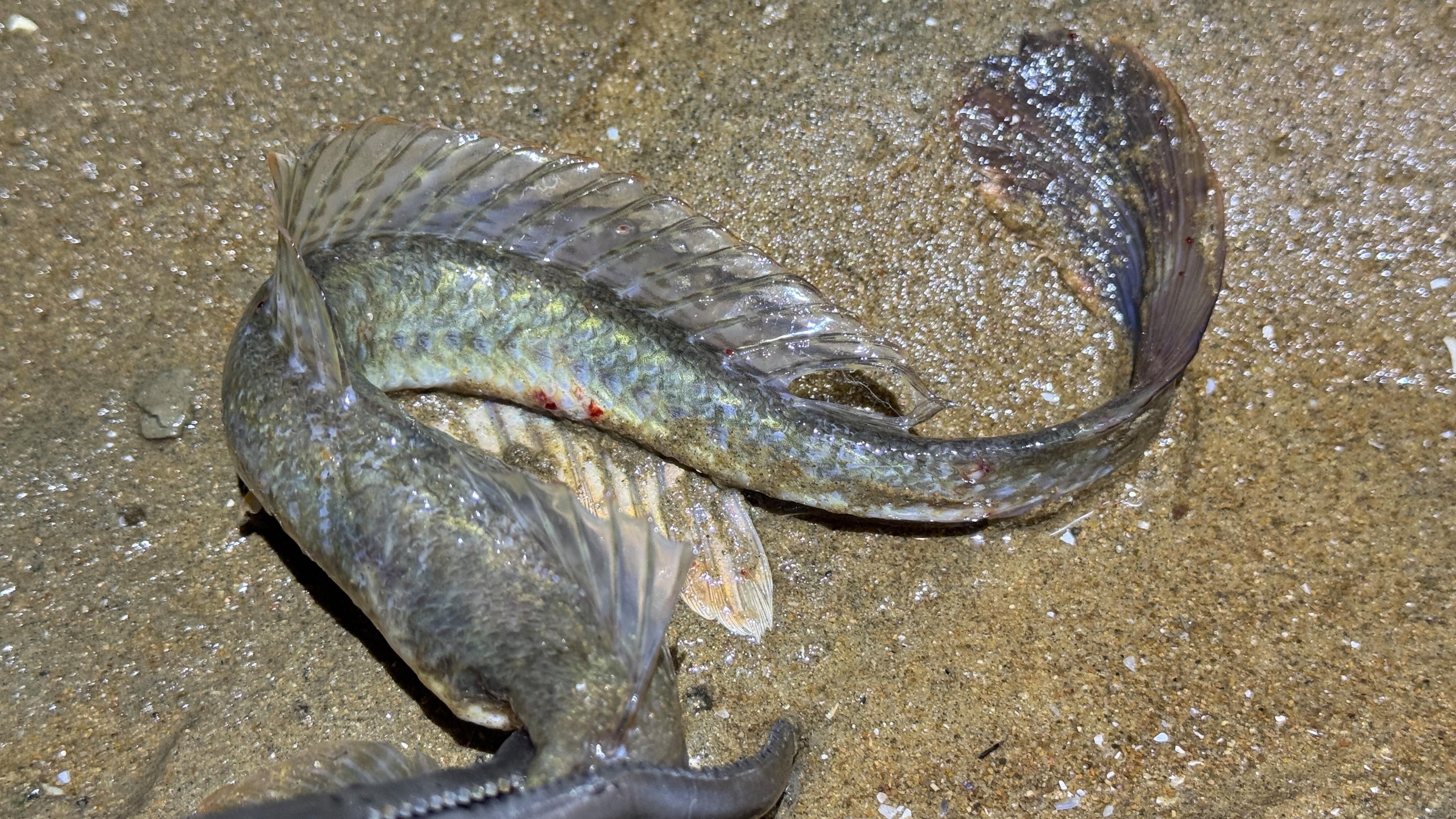 葵龍魚(yú)分布在哪里（葵龍魚(yú)的最佳捕撈季節(jié)）