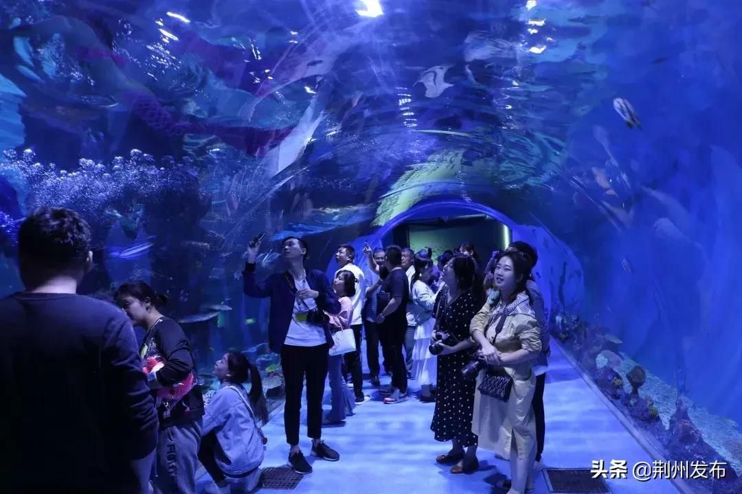 荊州哪里有水族館（店）:有哪些適合帶孩子玩樂的地方推薦