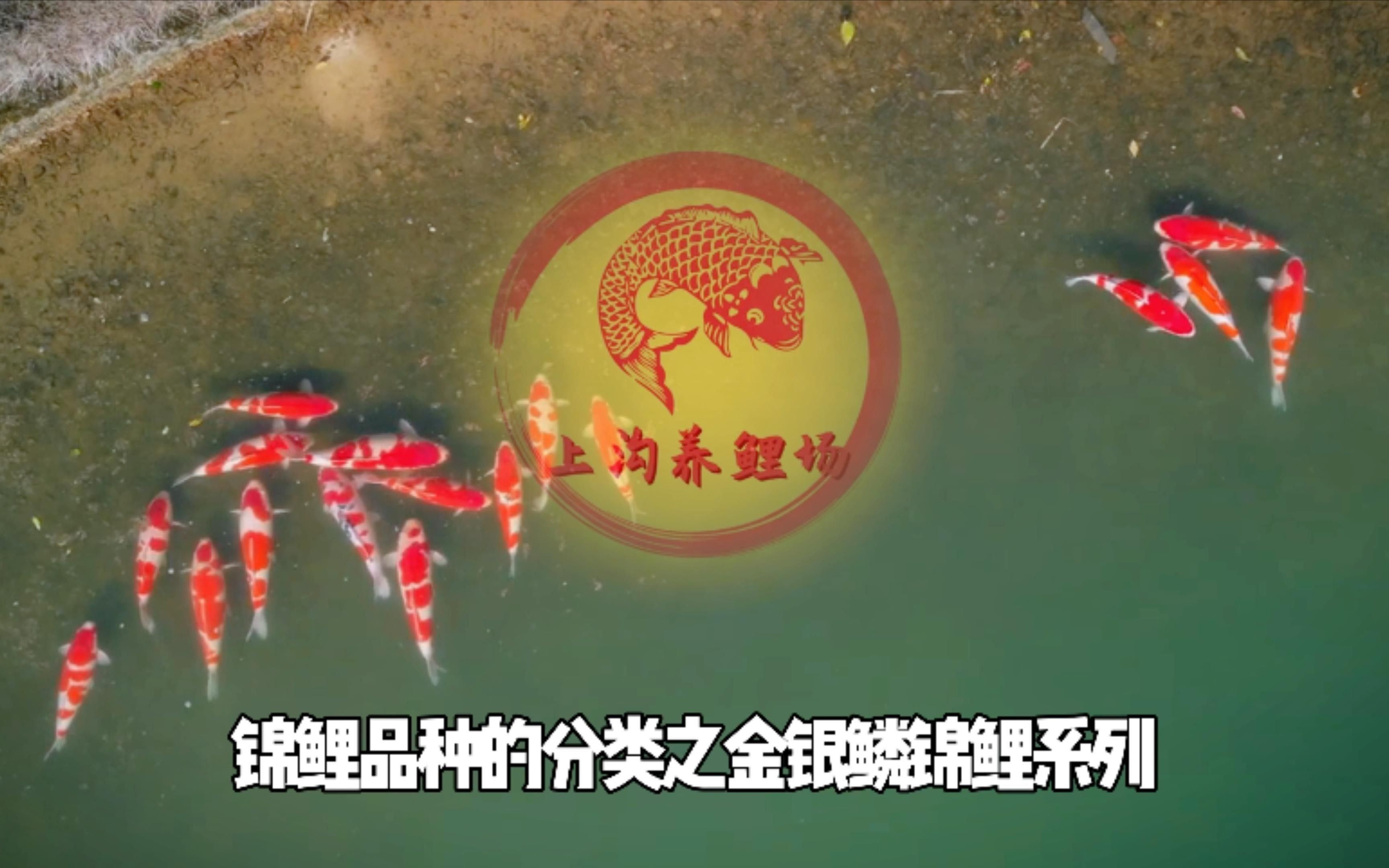 錦鯉的品種有哪些（錦鯉品種大揭秘）