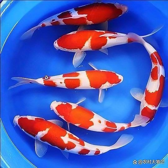 錦鯉的品種有哪些（錦鯉品種大揭秘）