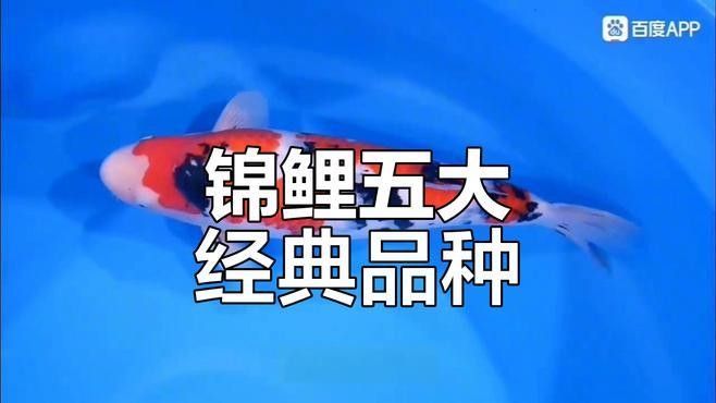 錦鯉的品種有哪些（錦鯉品種大揭秘）