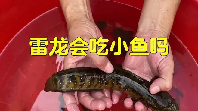 雷龍魚可以喂大麥蟲嗎（星辰大海雷龍魚飼養(yǎng)全攻略，雷龍魚可以喂大麥蟲）