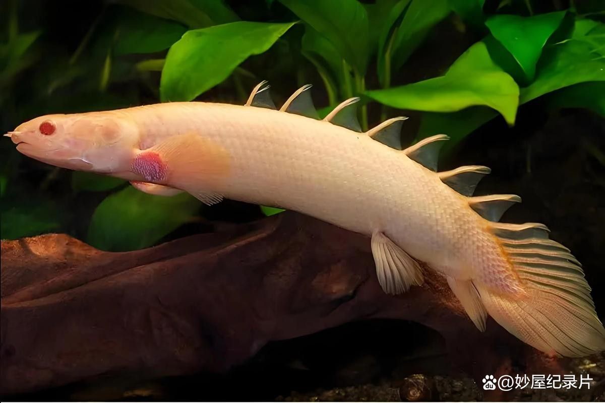 哪種恐龍魚(yú)最適合混養(yǎng)？