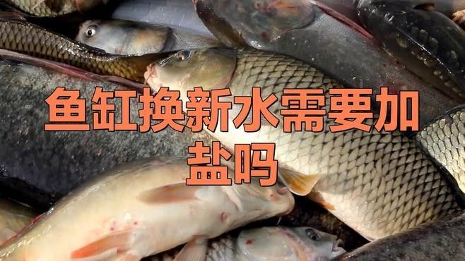 龍魚換水后需要加鹽嗎？（魚缸換水加鹽總出錯學會這4步）