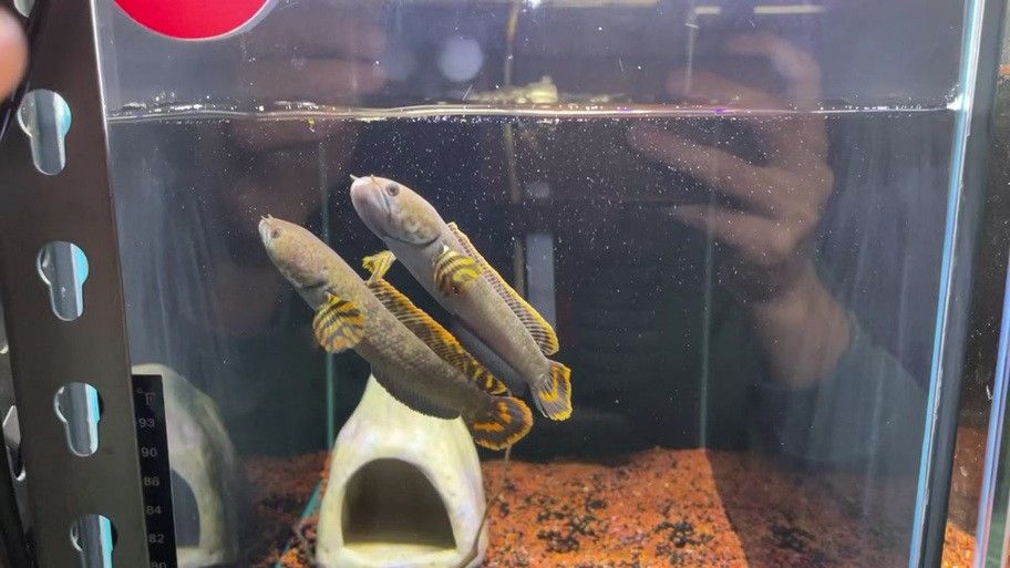 如何區分七彩雷龍的公母？（七彩雷龍公母分辨技巧）