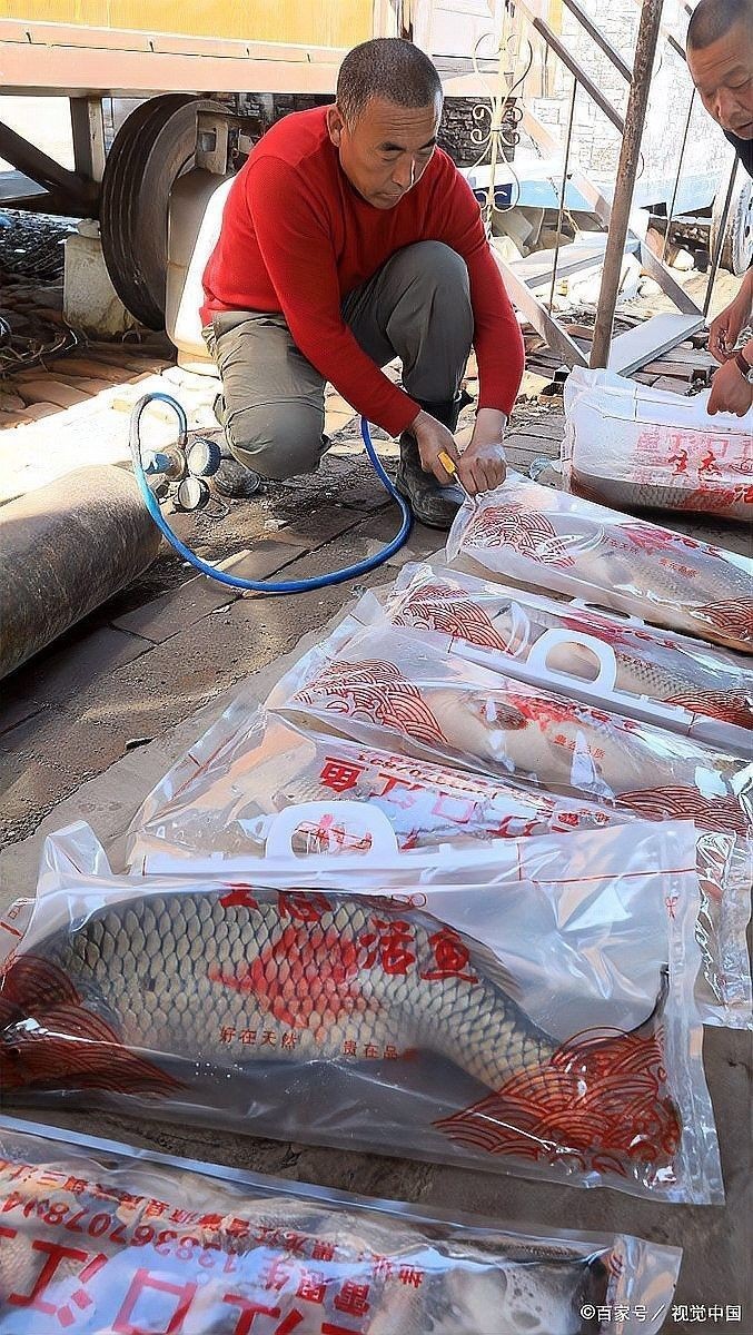 龍魚打氧需要24小時嗎？（龍魚打氧需要持續24小時嗎）