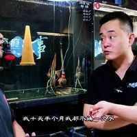如何設置埃及神仙和龍魚的混養環境？（埃及神仙魚和龍魚的混養方式）
