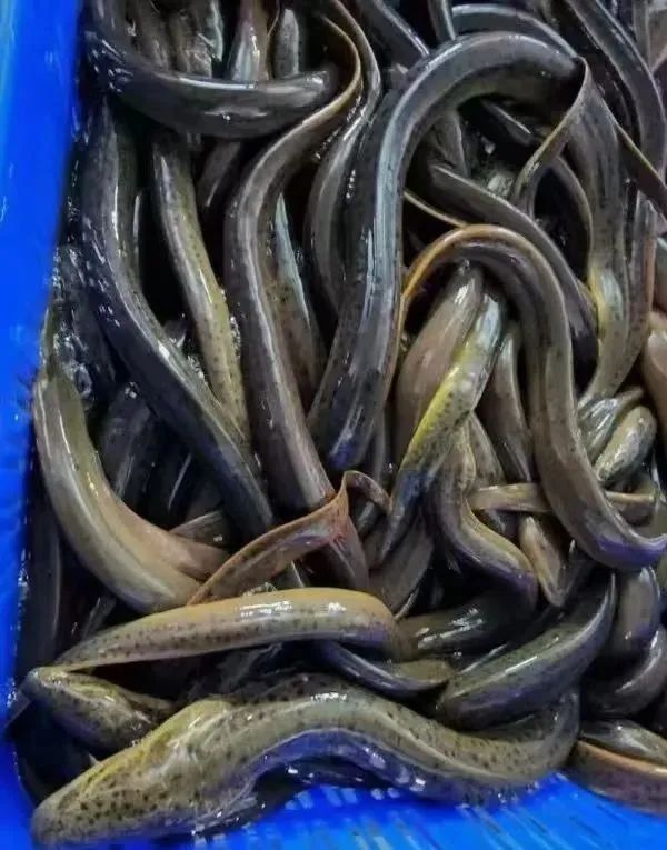 金龍魚批發基地 金龍魚批發基地地址（廣東金龍魚批發基地） 金龍魚批發基地 金龍魚批發基地地址（廣東金龍魚批發基地） 觀賞魚百科 第8張