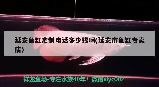 魚缸用增氧泵價格是多少:魚缸增氧機-xtrac增氧機-xtrac增氧機 鞭蝴蝶魚的圖片高清(鞭蝎圖片) 觀賞魚百科 鞭蝴蝶魚的圖片高清(鞭蝎圖片) 鞭蝴蝶魚的圖片高清(鞭蝎圖片) 觀賞魚百科