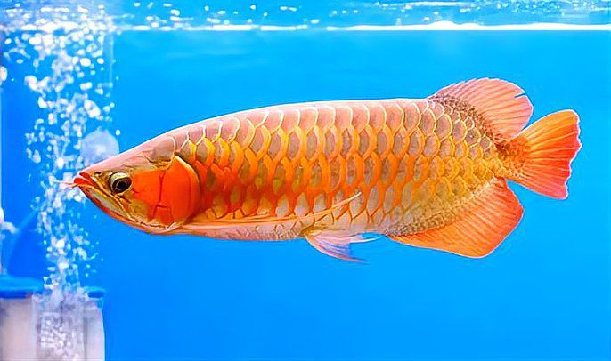 龍魚飼養中常見的問題有哪些？（揭秘龍魚飼養中常見問題及解決方法）
