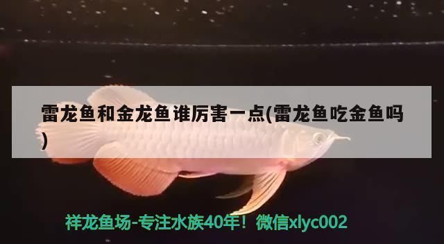 魚缸造景先放沙還是先放水(魚缸造景先鋪沙還是先放石頭) 雷龍魚和金龍魚誰厲害一點(diǎn)(雷龍魚吃金魚嗎)(巴卡雷龍魚和金龍魚誰厲害一點(diǎn)) 觀賞魚百科 雷龍魚和金龍魚誰厲害一點(diǎn)(雷龍魚吃金魚嗎)(巴卡雷龍魚和金龍魚誰厲害一點(diǎn)) 雷龍魚和金龍魚誰厲害一點(diǎn)(雷龍魚吃金魚嗎)(巴卡雷龍魚和金龍魚誰厲害一點(diǎn)) 觀賞魚百科