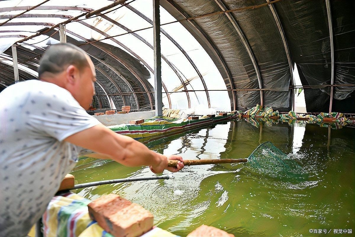 換水時可以添加哪些有益細(xì)菌(每次換水都要加硝化細(xì)菌可以嗎) 龍魚百科 第5張 換水時可以添加哪些有益細(xì)菌(每次換水都要加硝化細(xì)菌可以嗎) 換水時可以添加哪些有益細(xì)菌(每次換水都要加硝化細(xì)菌可以嗎) 龍魚百科 第5張