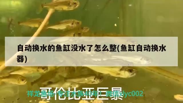 自動換水的魚缸沒水了怎么整(魚缸自動換水器)（自動換水的魚缸沒水了怎么整）