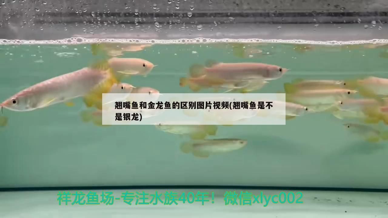 翹嘴魚和金龍魚的區別圖片視頻(翹嘴魚是不是銀龍) 翹嘴魚和金龍魚的區別圖片視頻(翹嘴魚是不是銀龍) 觀賞魚百科
