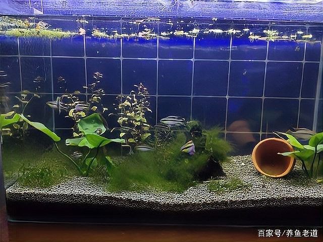 龍魚驅蟲后如何判斷是否恢復