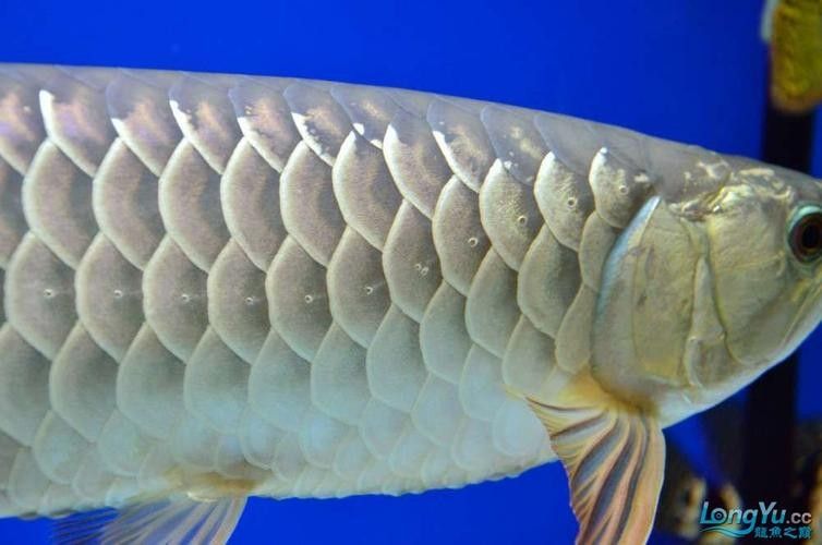 金龍魚側線孔位置示意圖(養魚小藝,淺談如何快速區分金龍魚側線孔變大怎么辦) 龍魚百科 第5張 金龍魚側線孔位置示意圖(養魚小藝,淺談如何快速區分金龍魚側線孔變大怎么辦) 金龍魚側線孔位置示意圖(養魚小藝,淺談如何快速區分金龍魚側線孔變大怎么辦) 龍魚百科 第5張