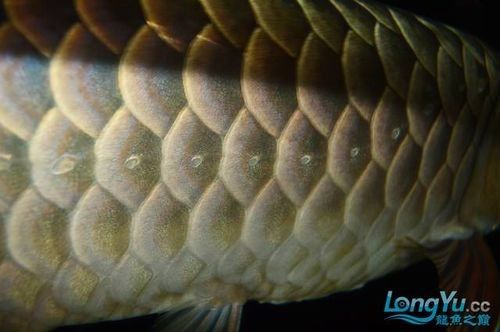 金龍魚側線孔位置示意圖(養魚小藝,淺談如何快速區分金龍魚側線孔變大怎么辦) 龍魚百科 第3張 金龍魚側線孔位置示意圖(養魚小藝,淺談如何快速區分金龍魚側線孔變大怎么辦) 金龍魚側線孔位置示意圖(養魚小藝,淺談如何快速區分金龍魚側線孔變大怎么辦) 龍魚百科 第3張