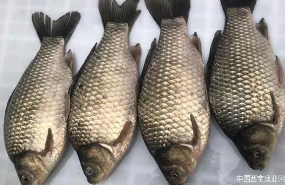 金龍魚側線孔位置示意圖（養魚小藝，淺談如何快速區分金龍魚側線孔變大怎么辦） 金龍魚側線孔位置示意圖（養魚小藝，淺談如何快速區分金龍魚側線孔變大怎么辦） 龍魚百科 第29張