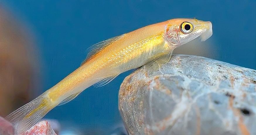 如何避免金苔鼠被龍魚吃（如何避免金苔鼠被龍魚吃掉？）
