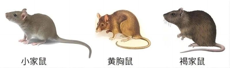 如何避免金苔鼠被龍魚吃（如何避免金苔鼠被龍魚吃掉？）