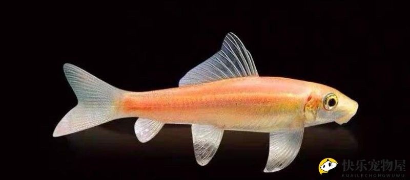 如何避免金苔鼠被龍魚吃（如何避免金苔鼠被龍魚吃掉？）