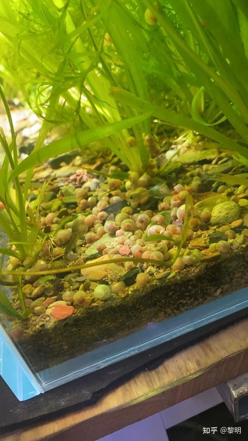 如何避免金苔鼠被龍魚吃（如何避免金苔鼠被龍魚吃掉？）