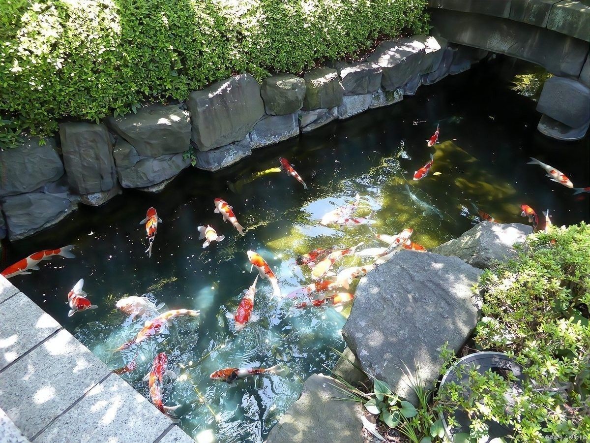 如何避免金苔鼠被龍魚吃（如何避免金苔鼠被龍魚吃掉？）
