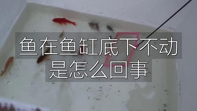 龍魚沉缸底如何快速恢復（如何快速有效地幫助龍魚從沉缸底的狀態中恢復）