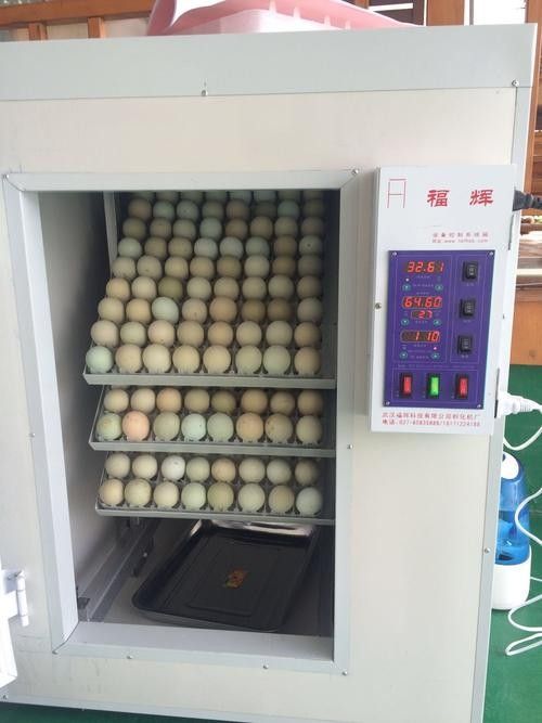 金龍魚孵化需要多大的容器（關于金龍魚孵化所需容器大小的詳細介紹）