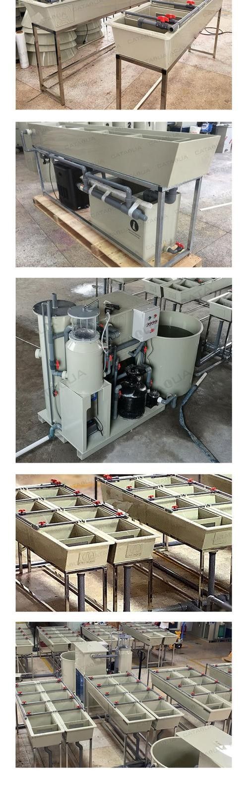 金龍魚孵化需要多大的容器（關于金龍魚孵化所需容器大小的詳細介紹）