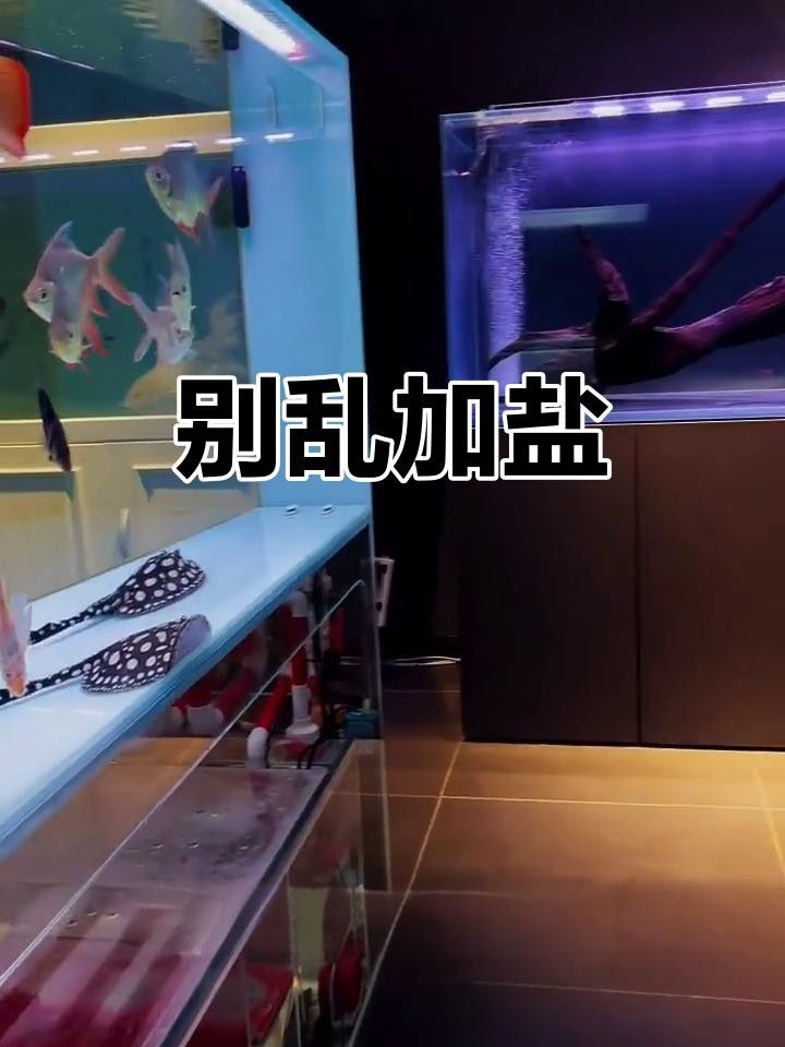 龍魚(yú)要放鹽嗎（養(yǎng)龍魚(yú)要下鹽嗎好處與壞處有哪些嗶哩嗶哩）
