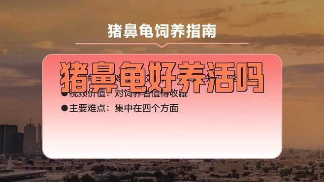 混養(yǎng)豬鼻龜需要注意哪些事項（豬鼻龜混養(yǎng)的注意事項）