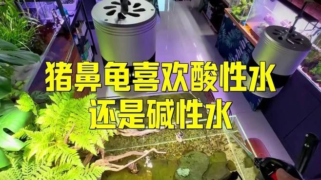 混養(yǎng)豬鼻龜需要注意哪些事項（豬鼻龜混養(yǎng)的注意事項）