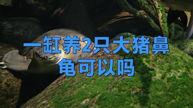 混養(yǎng)豬鼻龜需要注意哪些事項（豬鼻龜混養(yǎng)的注意事項）