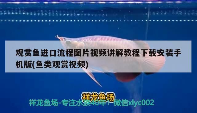 魚缸過(guò)濾器選購(gòu)指南:自制魚缸過(guò)濾器魚缸上置過(guò)濾器對(duì)于養(yǎng)魚愛(ài)好者的必備知識(shí) 觀賞魚進(jìn)口流程圖片視頻講解教程下載安裝手機(jī)版(魚類觀賞視頻) 觀賞魚百科 觀賞魚進(jìn)口流程圖片視頻講解教程下載安裝手機(jī)版(魚類觀賞視頻) 觀賞魚進(jìn)口流程圖片視頻講解教程下載安裝手機(jī)版(魚類觀賞視頻) 觀賞魚百科